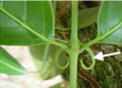 キャッツクロー