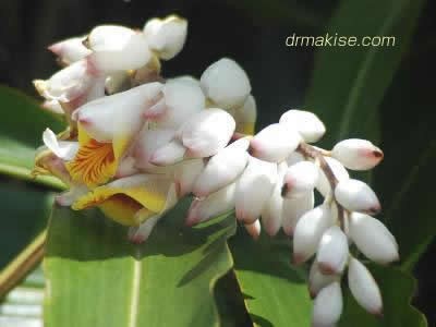 月桃(JIPANG Ginger)