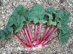 シベリアン・ルバーブ