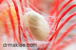 シルクプロテイン