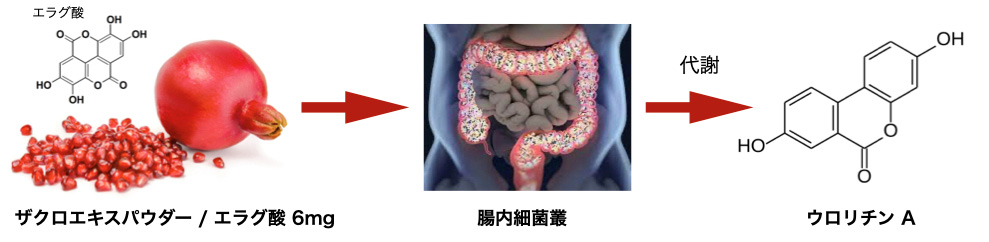 ジパングジンジャー・オプティマル